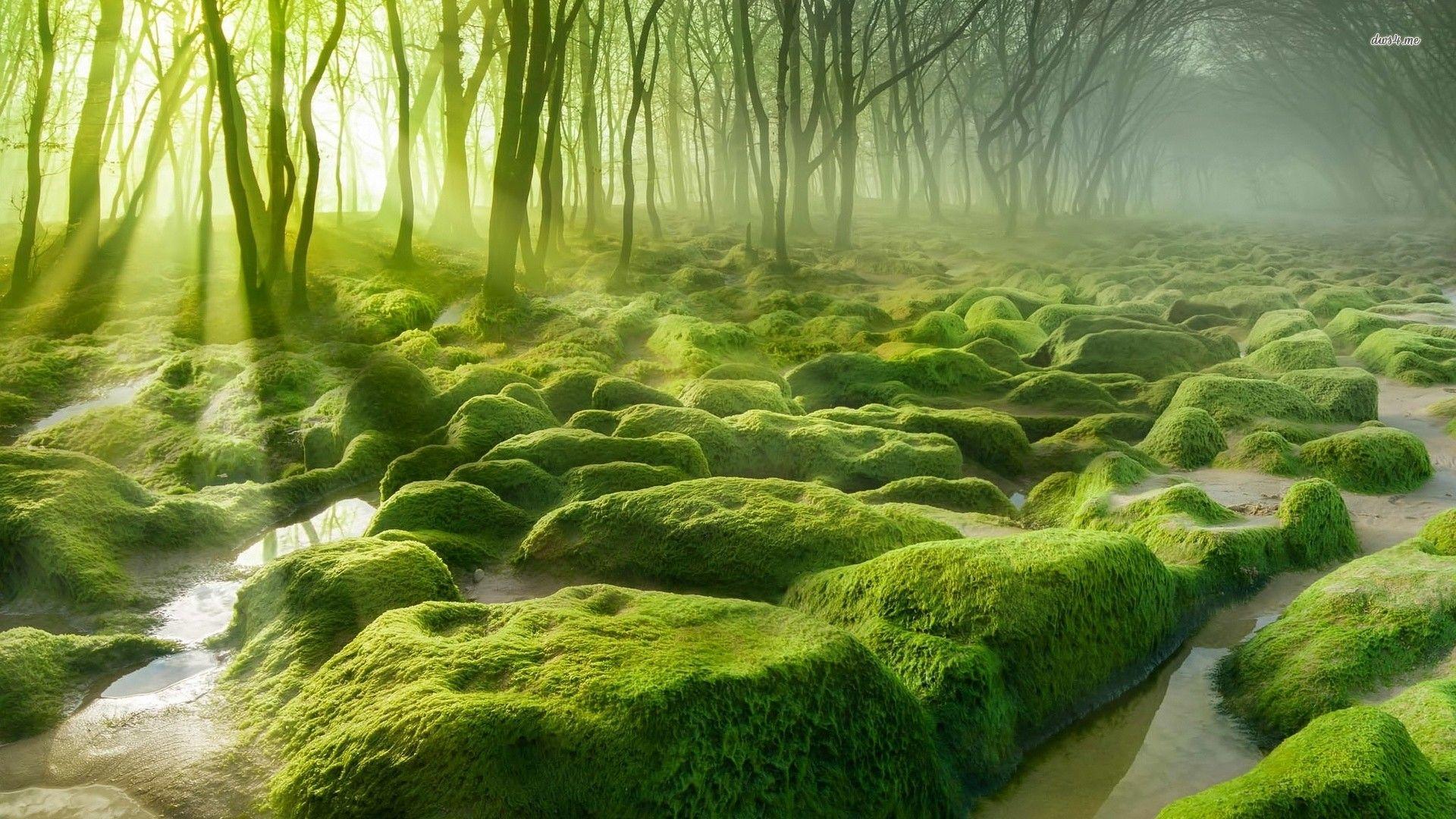 Forests: Water Rocks Nature Forest Moss Rock Mossy Green Wallpaper