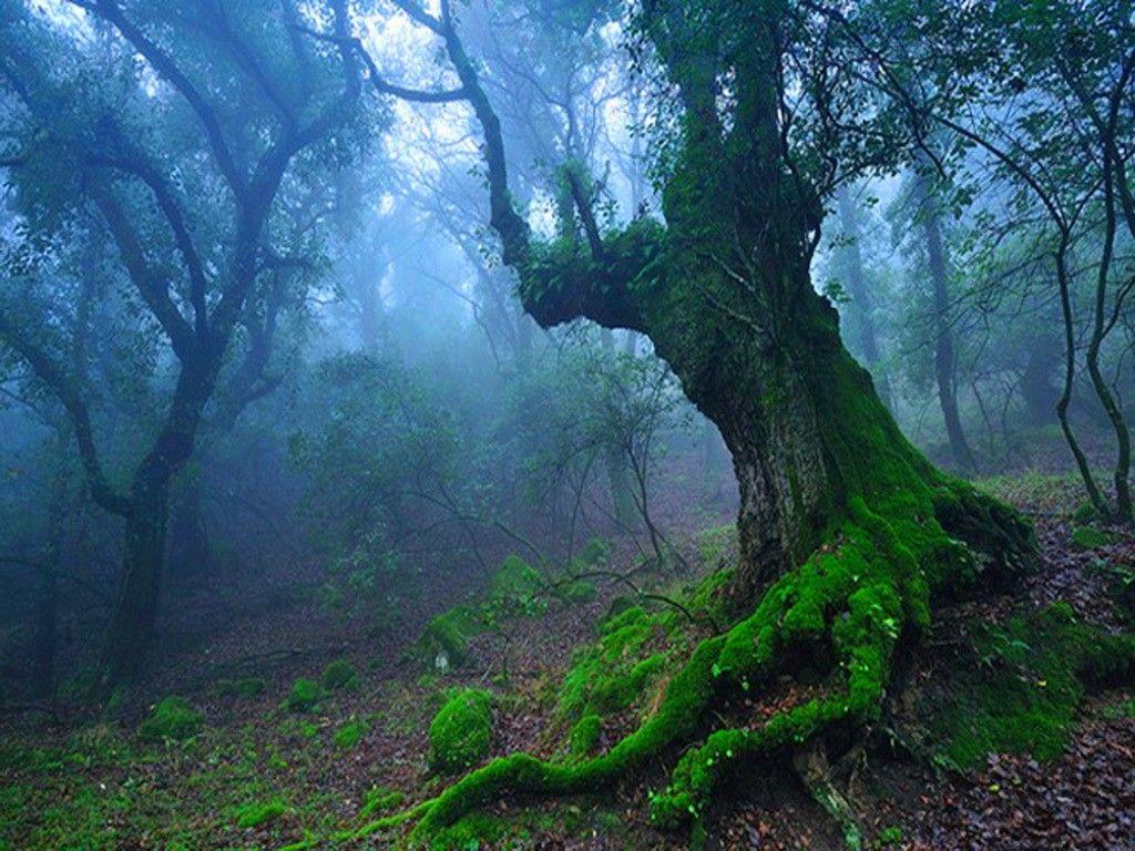 Forests: Mist Trees Forest Moss Forests Wallpaper HD for HD 16:9