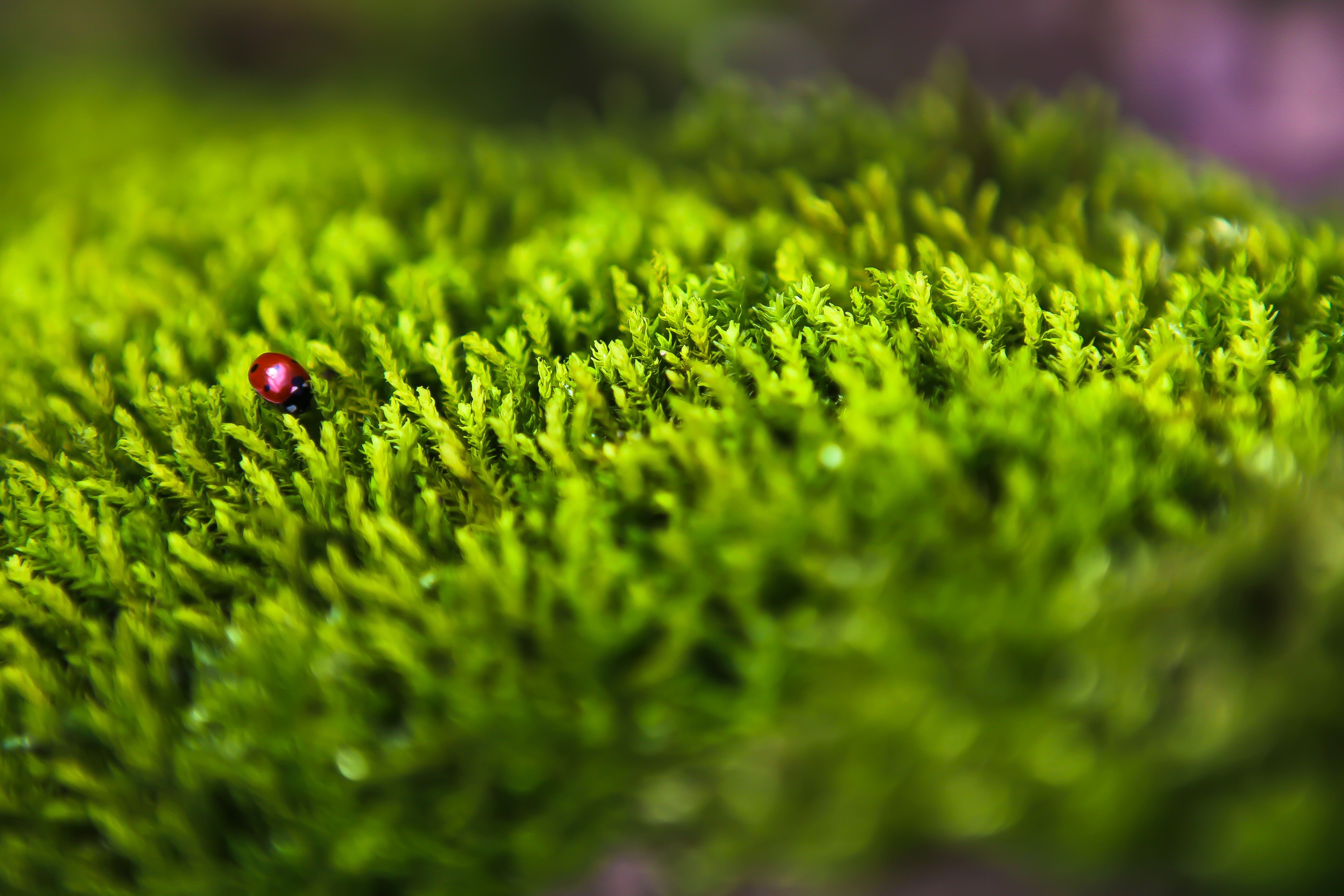 Green forest animals insects bug moss macro depth of field ladybirds