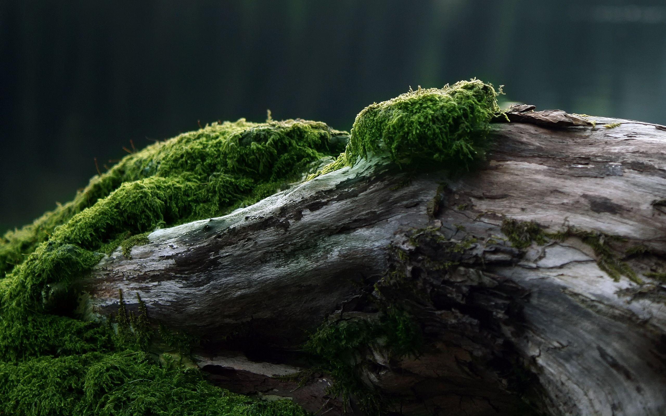 Forest Moss wallpaper and image, picture, photo