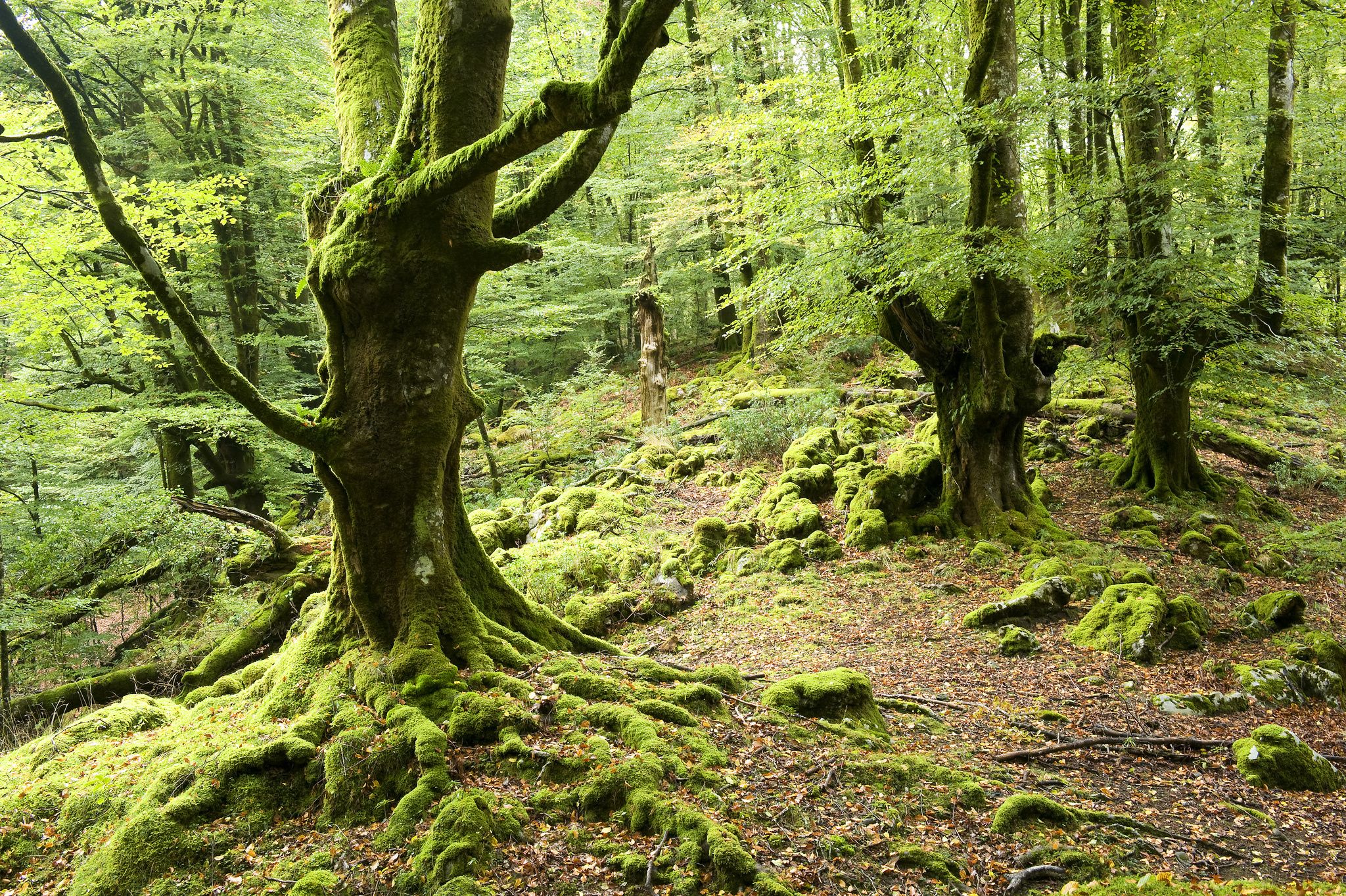 Forest Moss Wallpapers - Wallpaper Cave