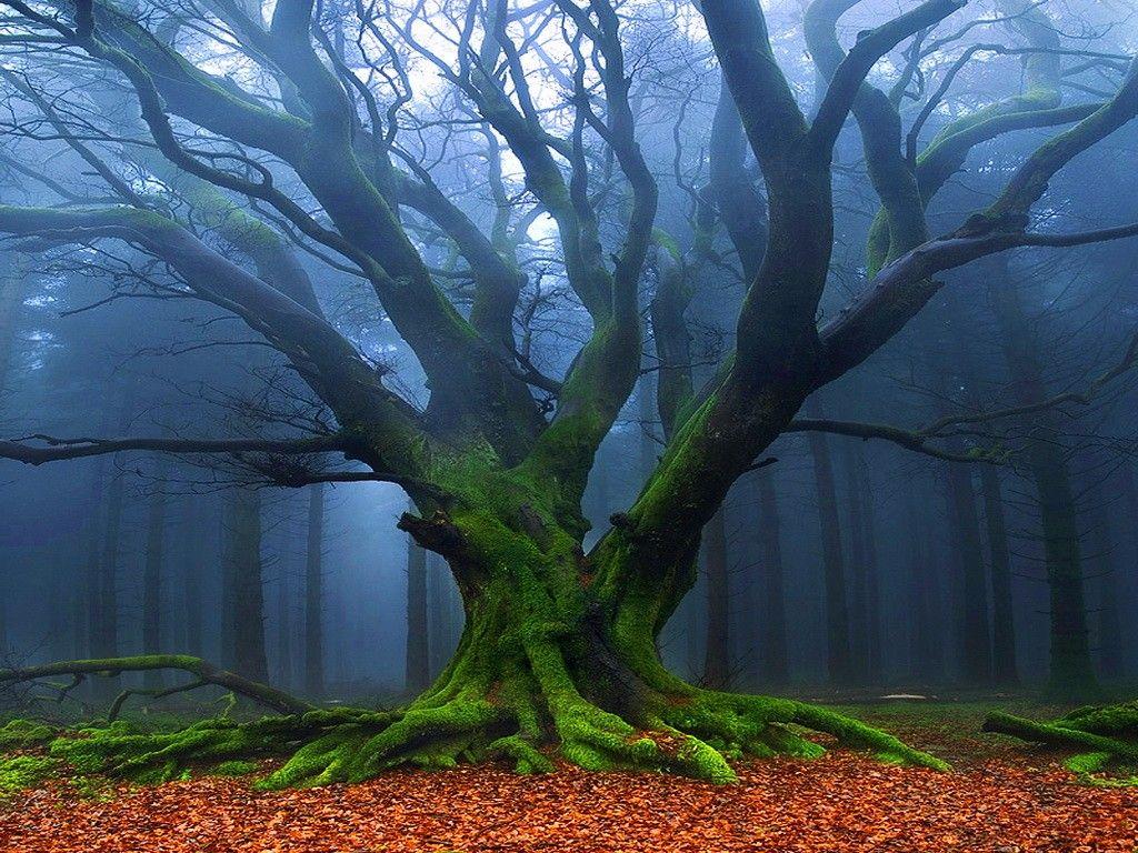 Other: Water Old Giant Moss Branches Mist Tree Forest Wallpaper