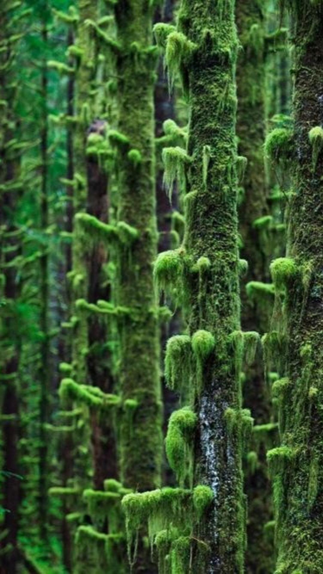 Landscapes trees forest moss wallpaper