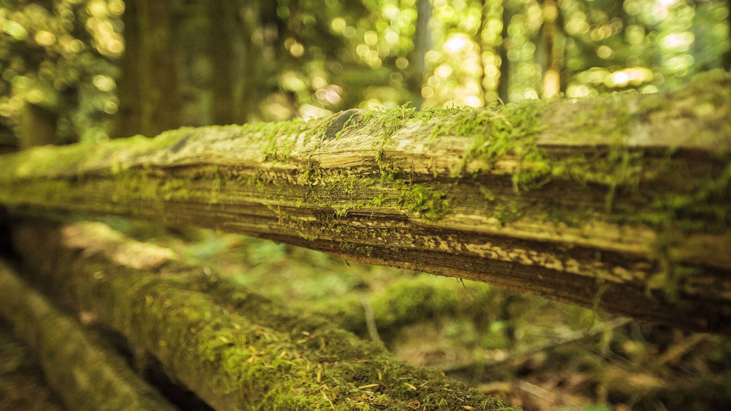 Moss On Wood Wallpaper Background 49474 2560x1440 px
