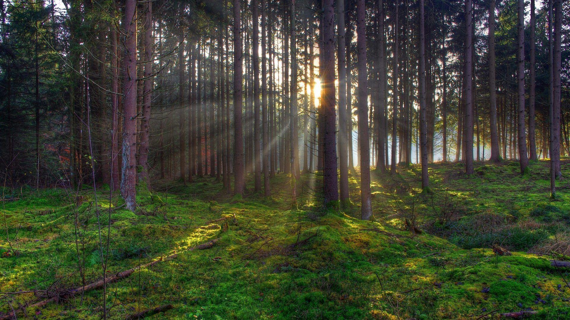 Trees: Forest Trees Beam Tree Rays Ray Sunset Landscapes Sunrise