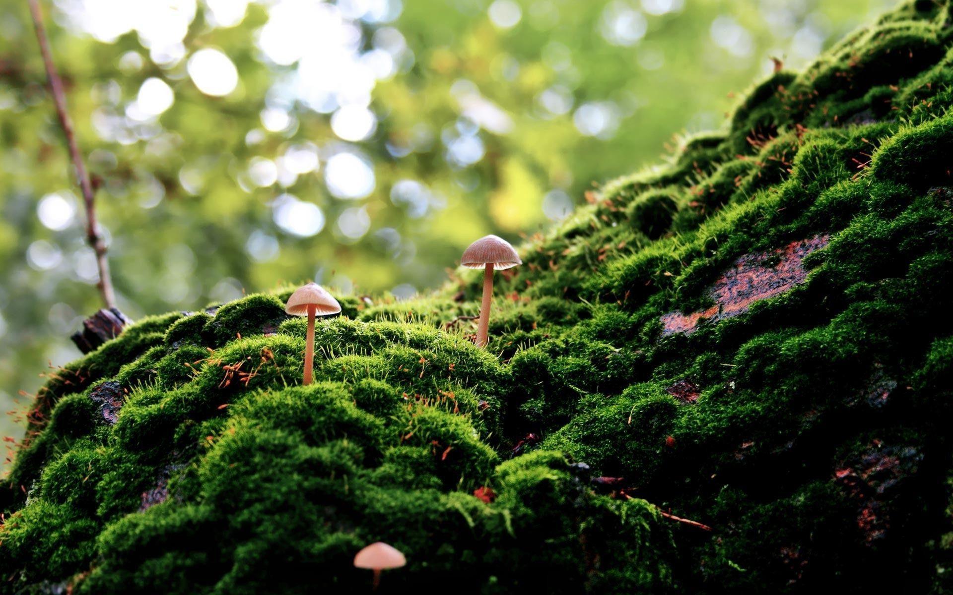 moss, Forest, Bokeh, Macro, Nature, Mushroom, Depth Of Field