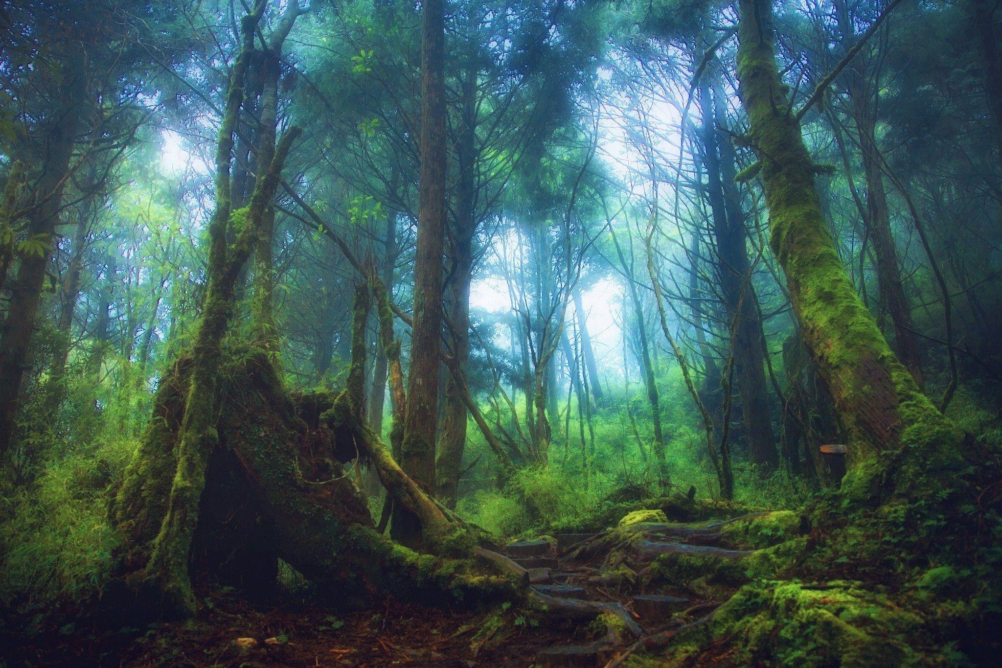 trees, Mist, Nature, Landscape, Forest, Moss Wallpaper HD / Desktop