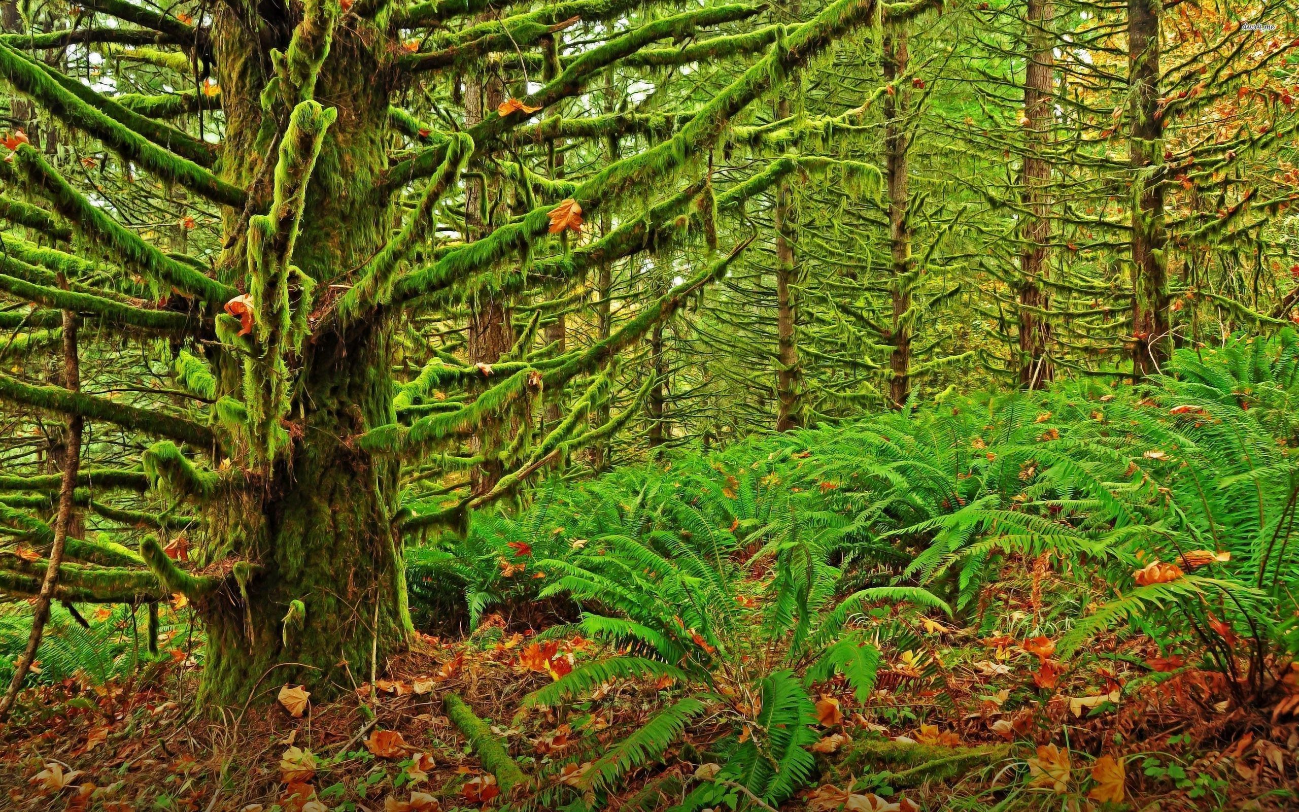 Forests: Trees Tree Nature Ferns Forests Moss Forest Desktop