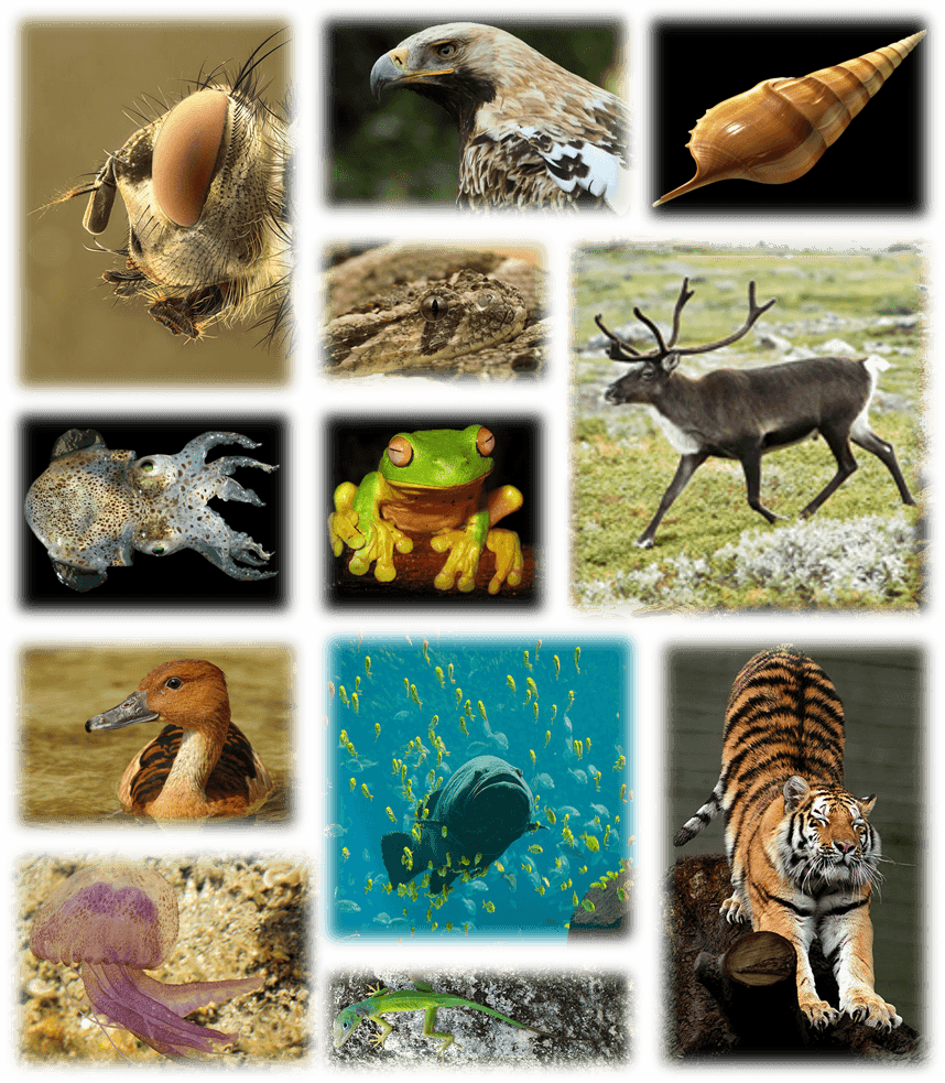 Biodiversity Wallpapers Wallpaper Cave