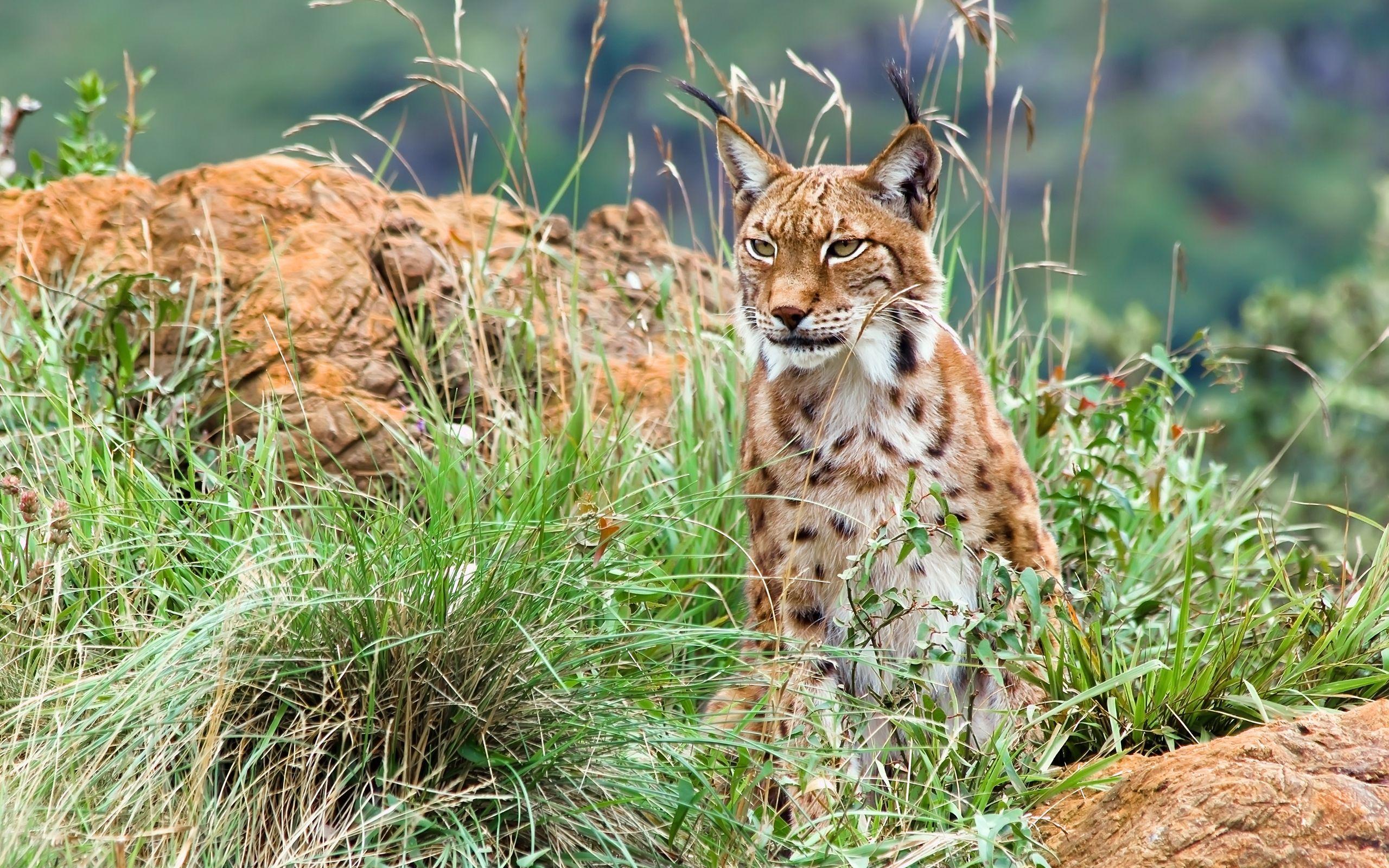 Lynx Full HD Wallpaper and Background Imagex1600
