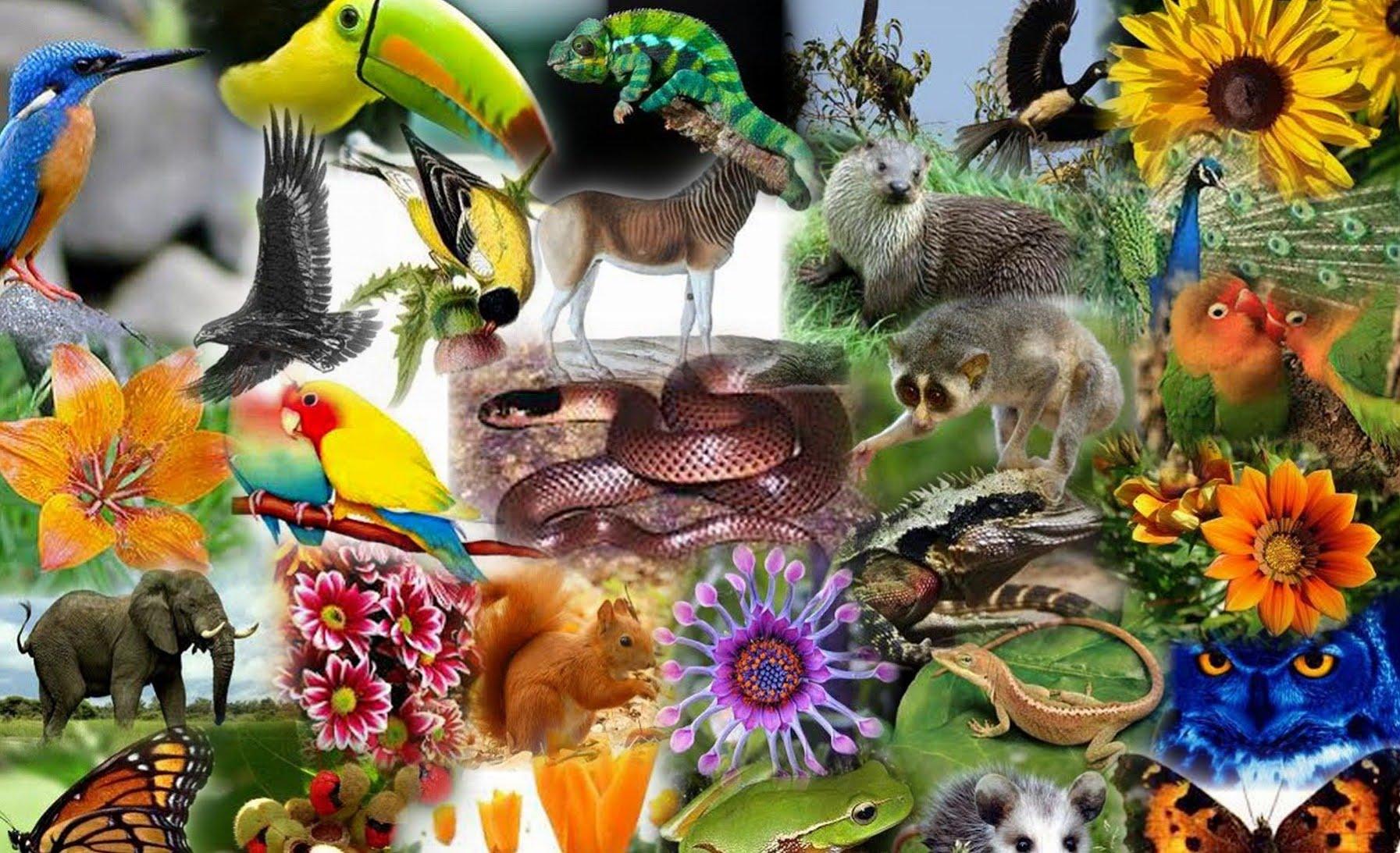 Biological Diversity Wallpapers Wallpaper Cave Biological Diversity Wallpapers Wallpaper Cave