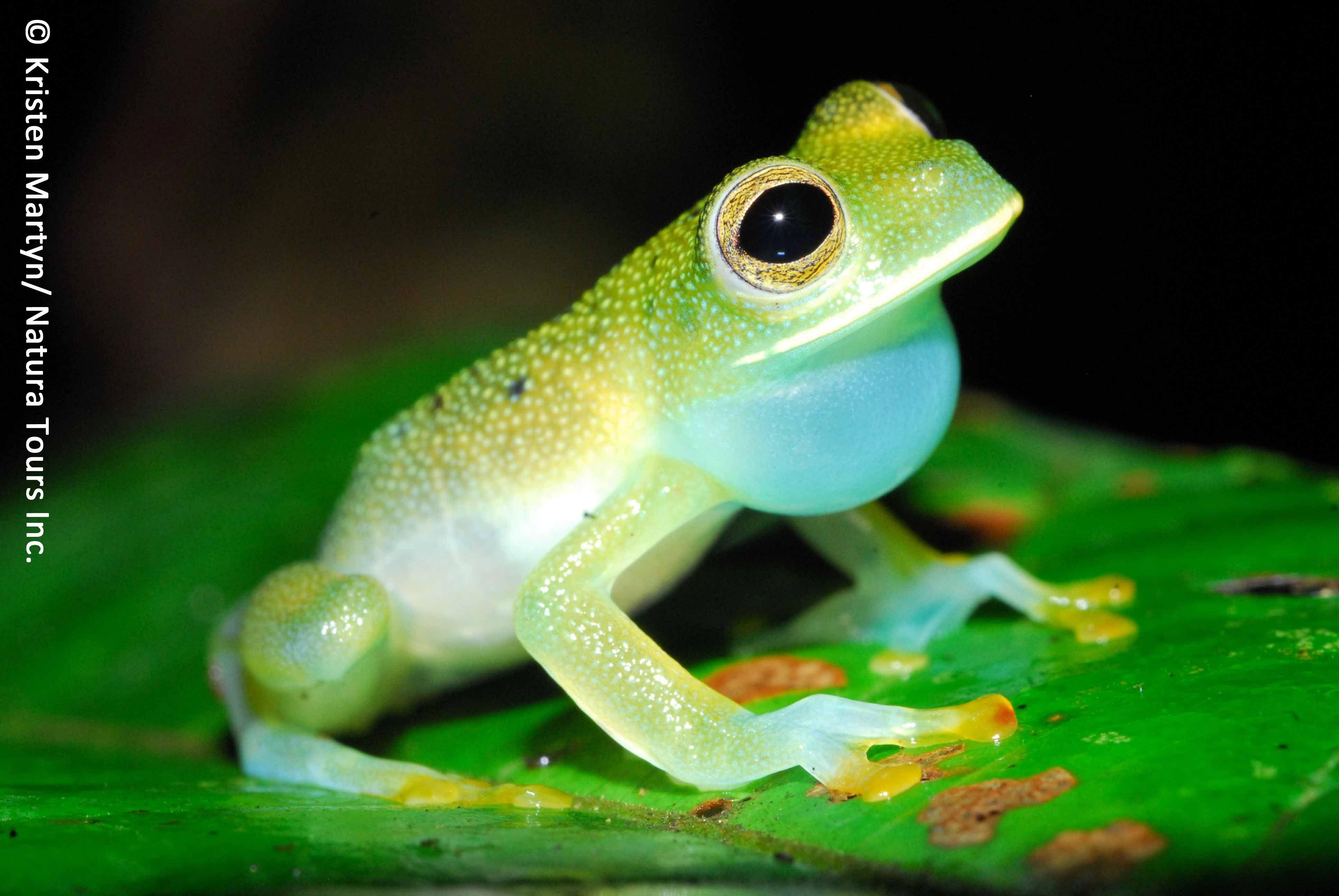 Glass Frogs Wallpapers - Wallpaper Cave