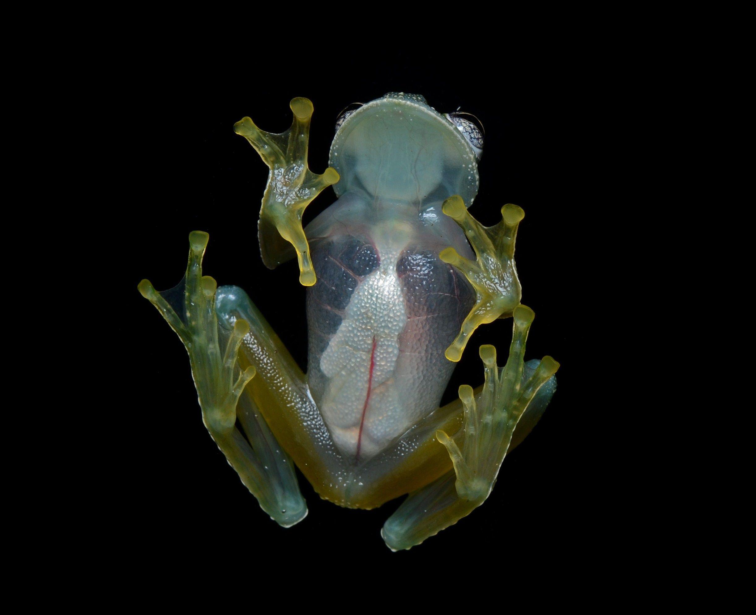 Glass Frogs Wallpaper High Quality