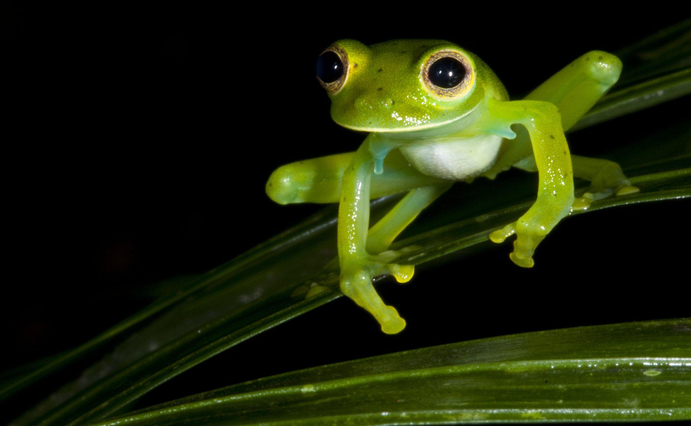 Glass Frog Wallpaper Wallpaper and Background