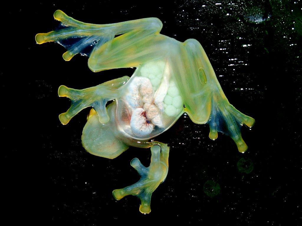 Glass Frogs Wallpaper High Quality
