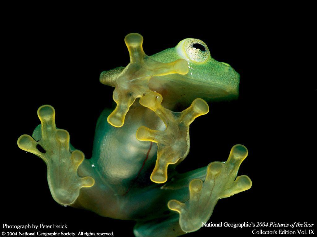 Glass frog, an endangered species in Costa Rica: Monteverde Cloud