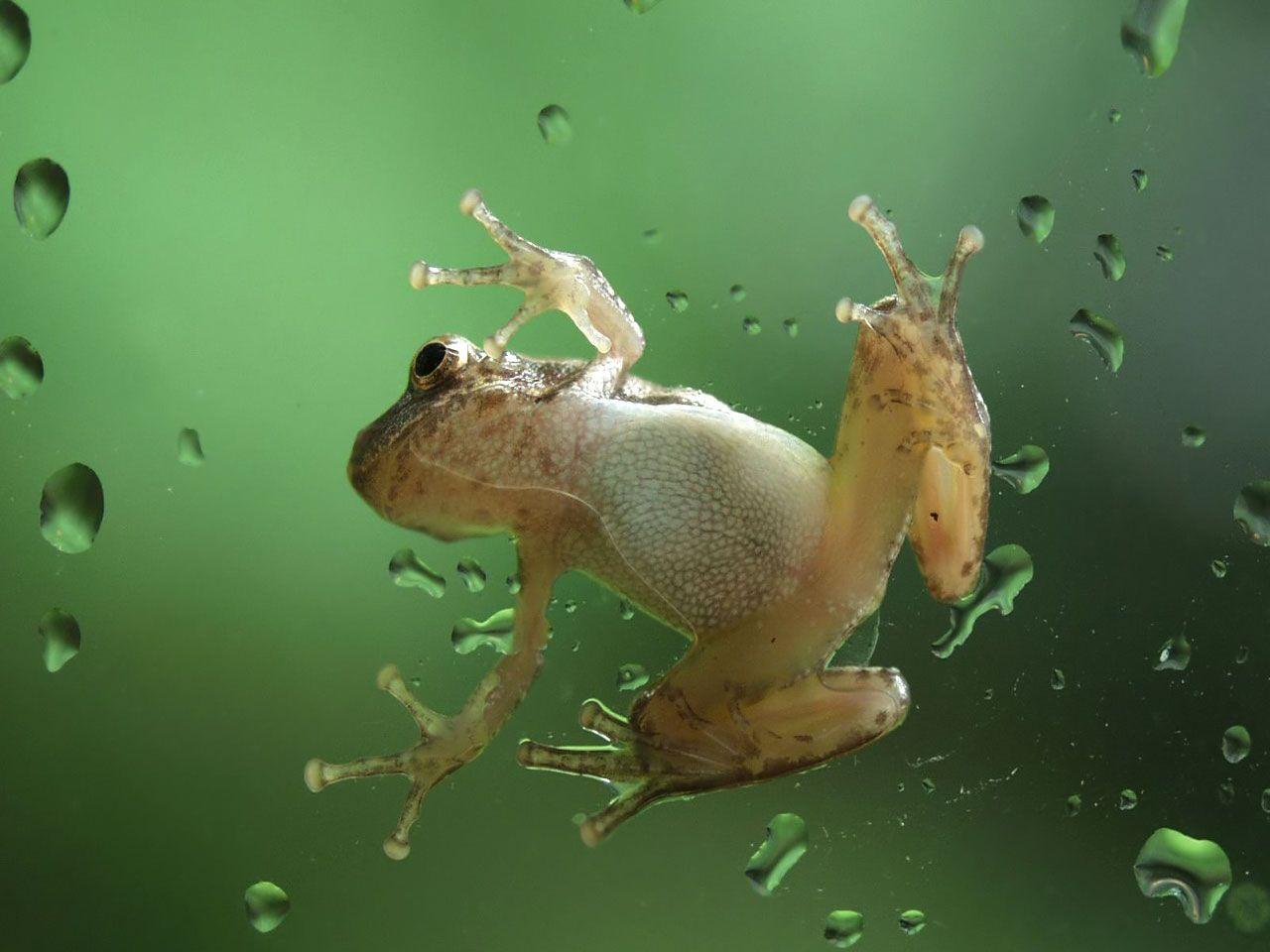 glass frog wallpaper
