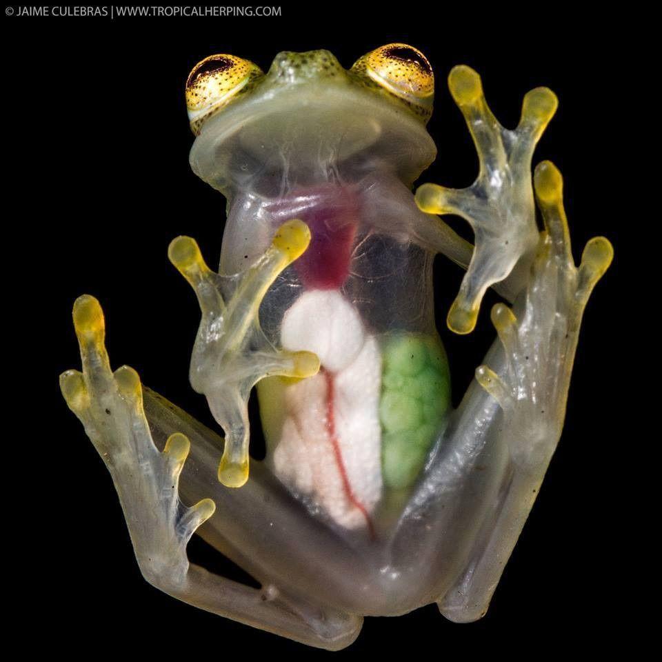 Glass Frog An example for future Human Evolution?. Amazing