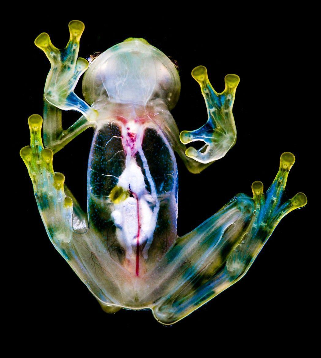 glass frog wallpaper