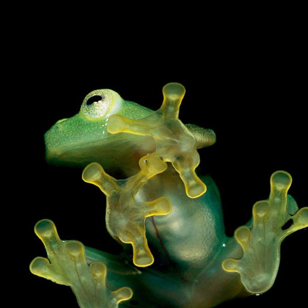 cool frog