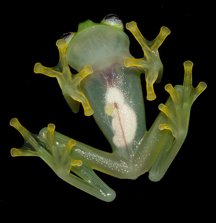 Glass Frogs Wallpapers - Wallpaper Cave