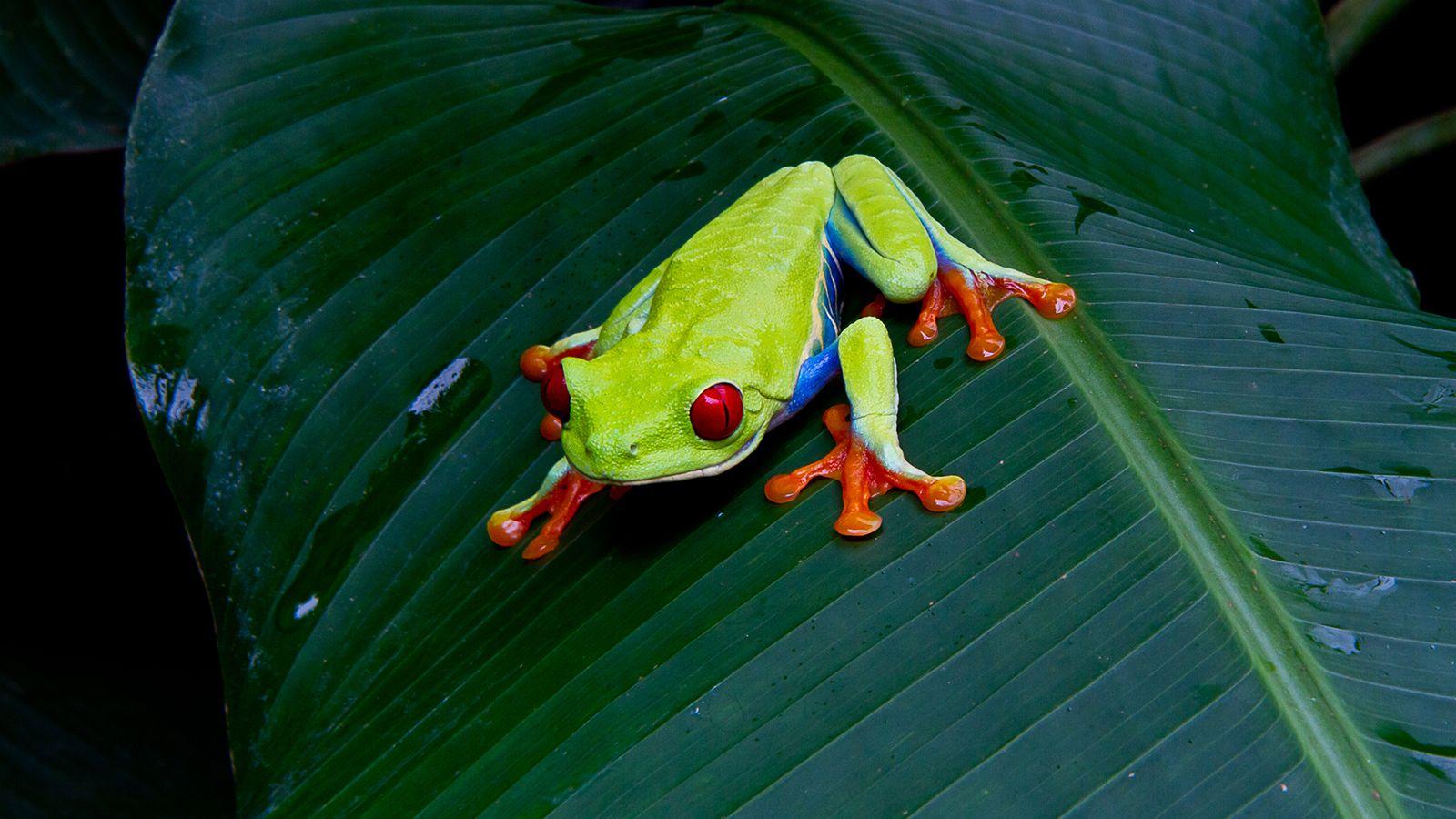 Glass Frogs Wallpapers - Wallpaper Cave