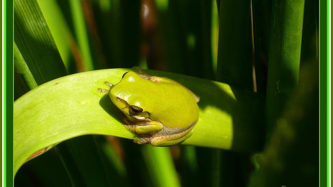 Green Little Cute Frog Glass Frogs Download Wallpaper Frog HD 16:9
