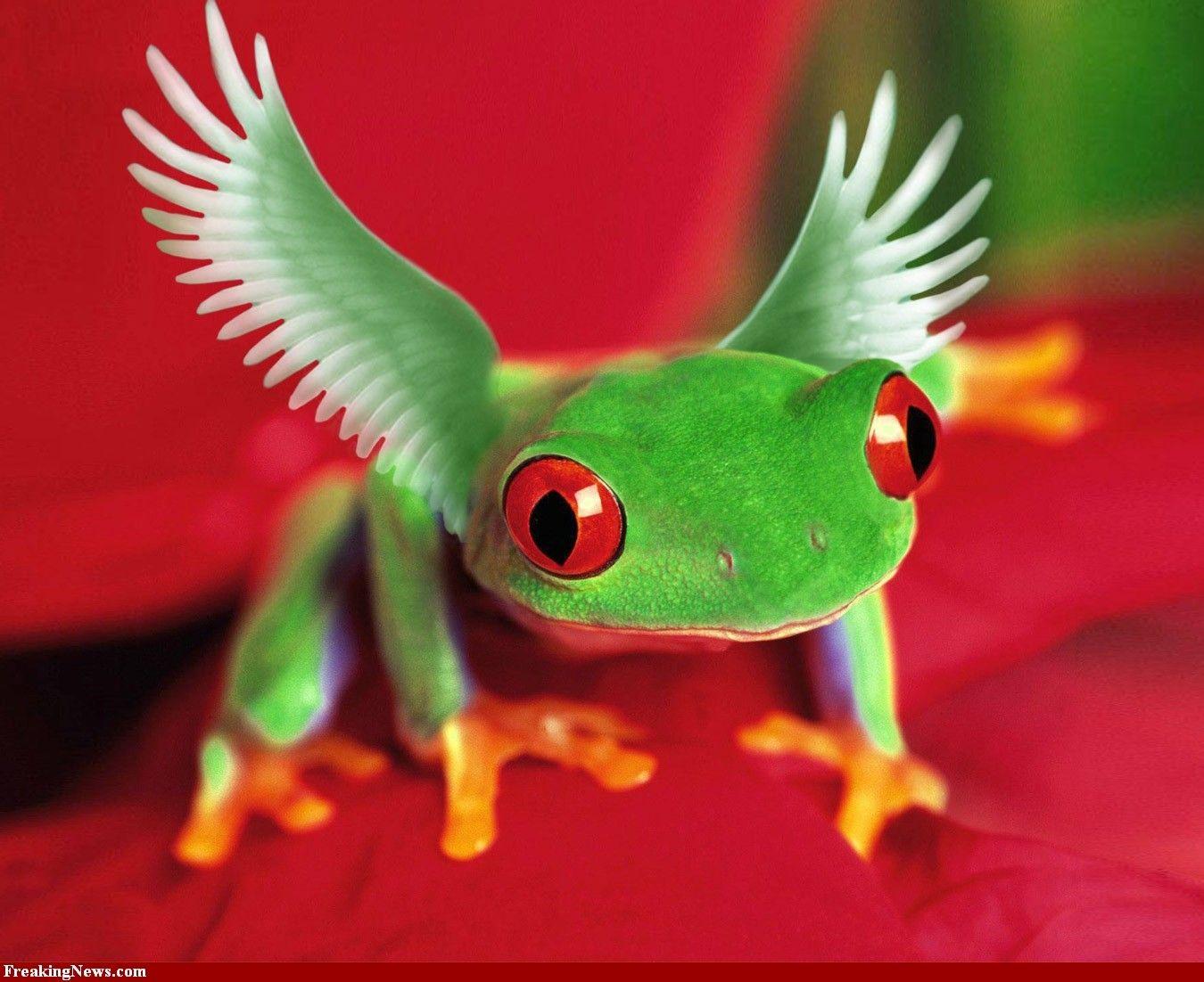 Frog Wallpaper: Tree Eyed Red Frog Flying Frogs Background