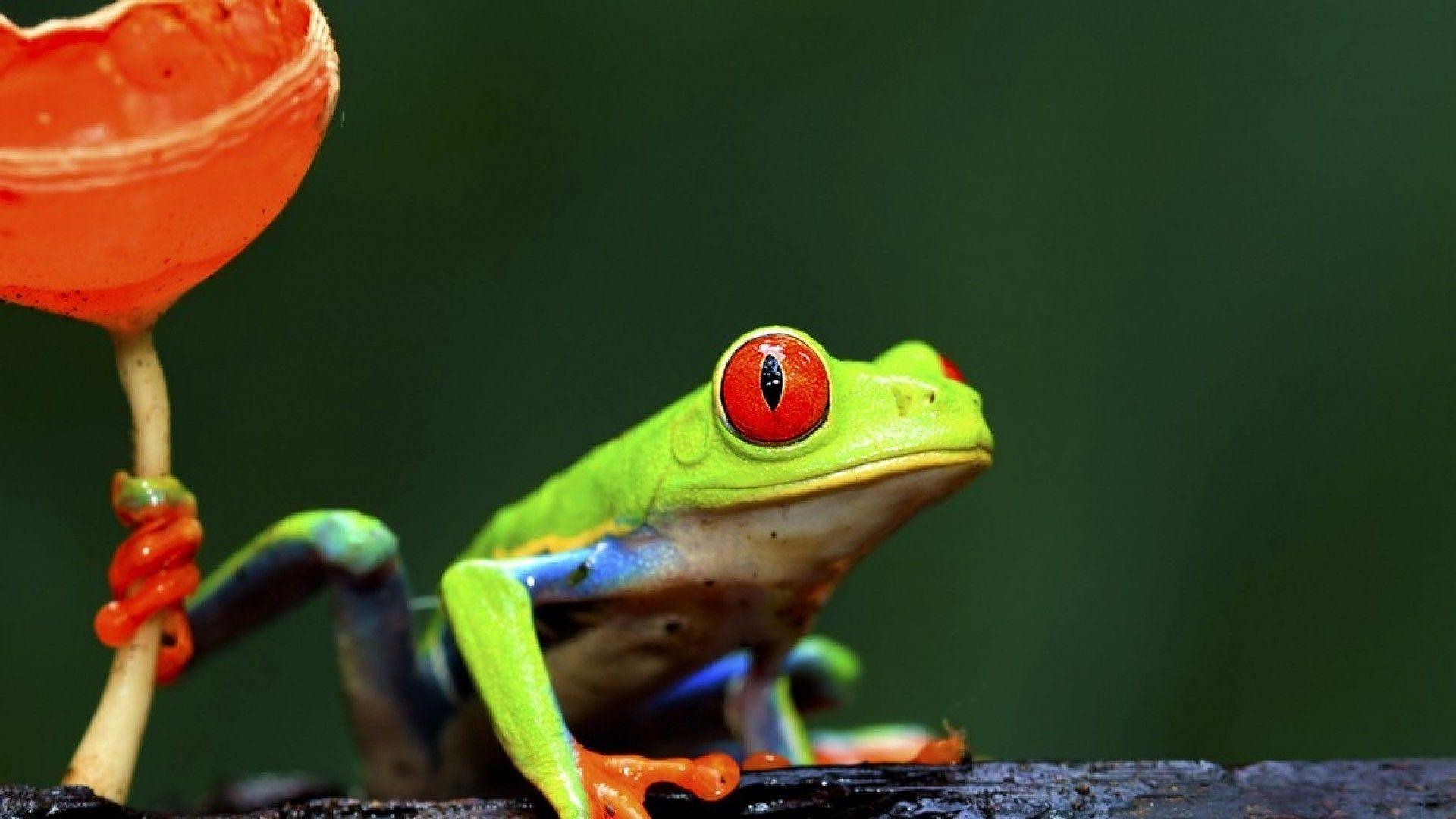 Frog Wallpaper
