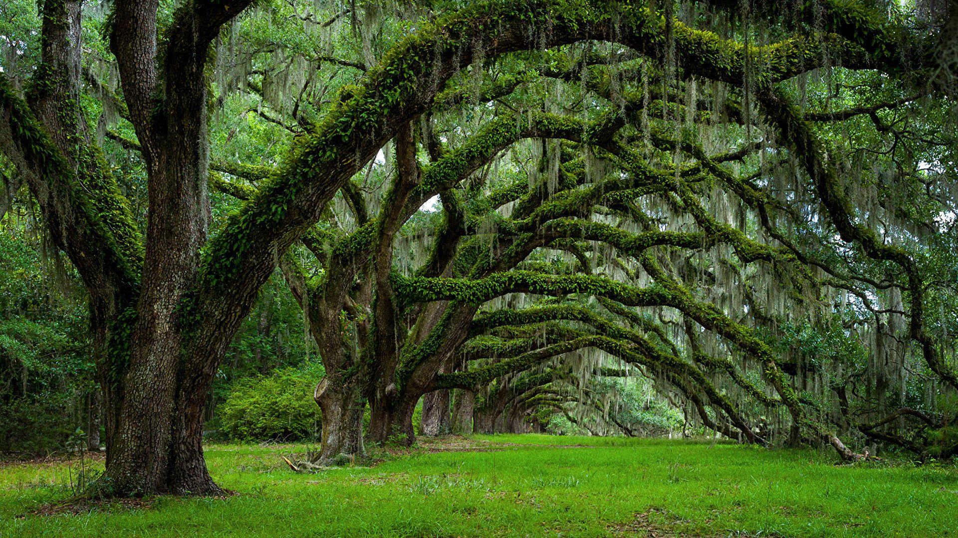 Photo USA Charleston South Carolina Nature Spring Moss 1920x1080
