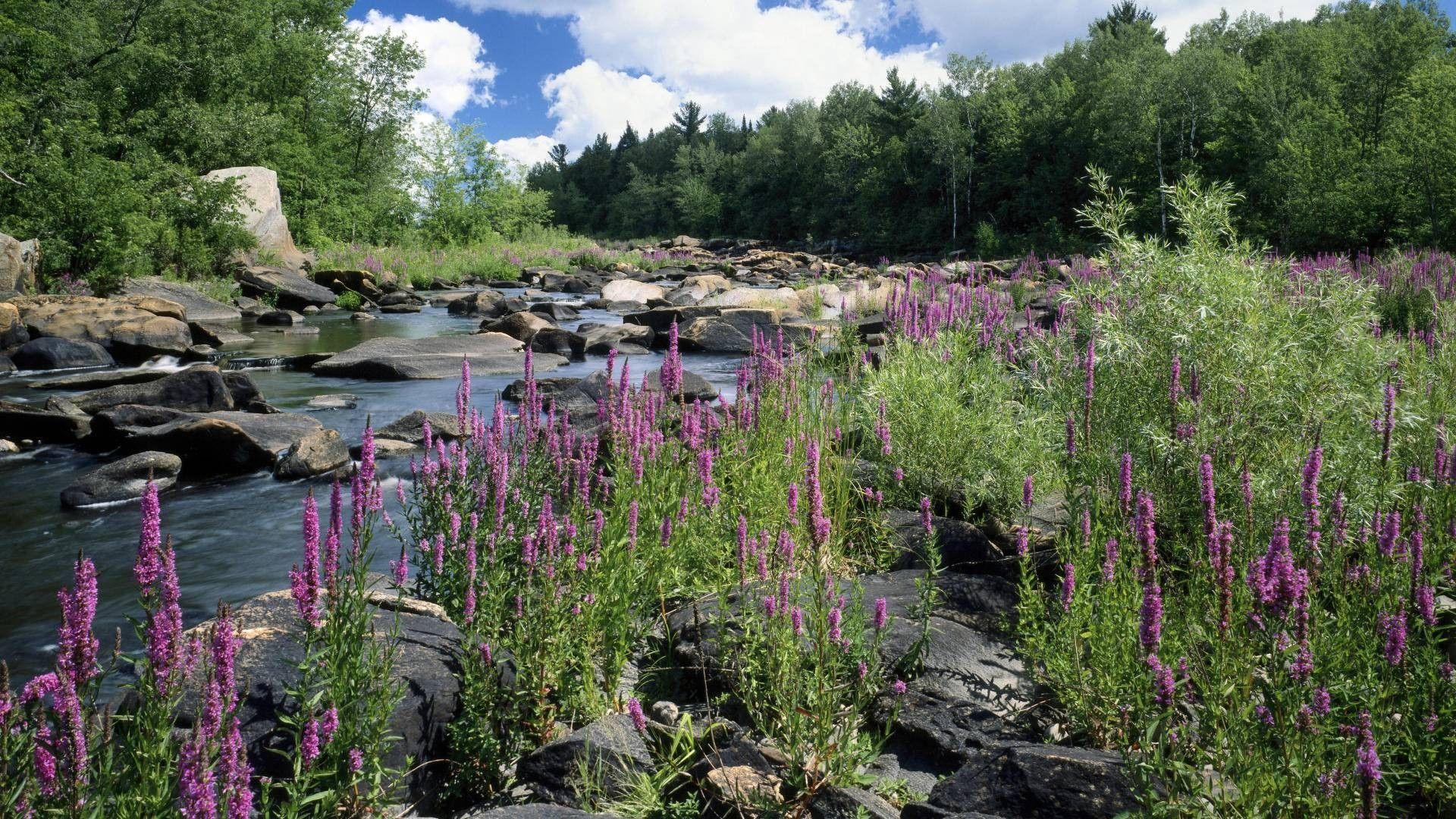 Forest: Forest Chequamegon Rocks National Wisconsin Flowers Stream
