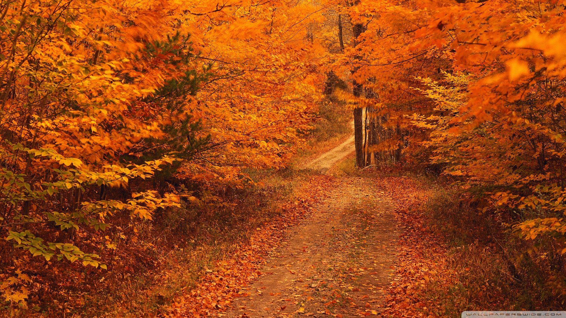 Road Less Travelled In Autumn Connecticut ❤ 4K HD Desktop Wallpaper