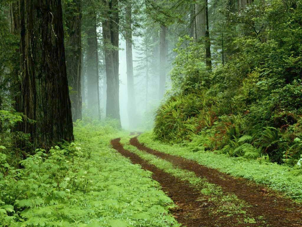 Forest Grassy Road Connecticut Wild 3D Wallpaper Forest HD 16:9