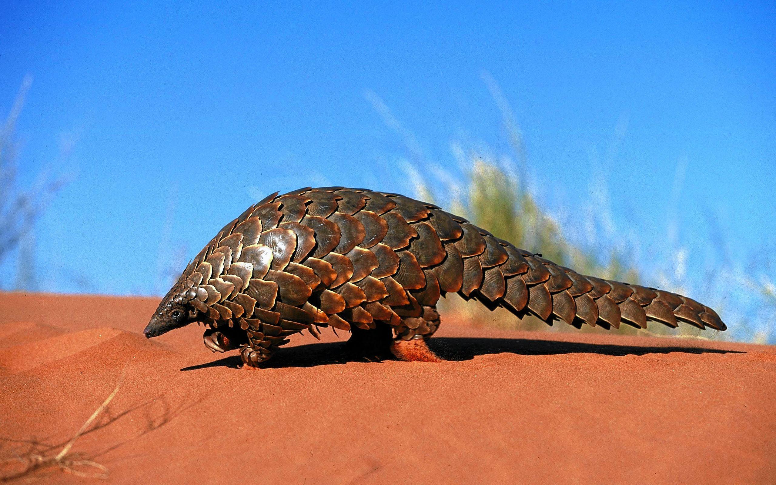 Pangolin HD Wallpaper and Background Image