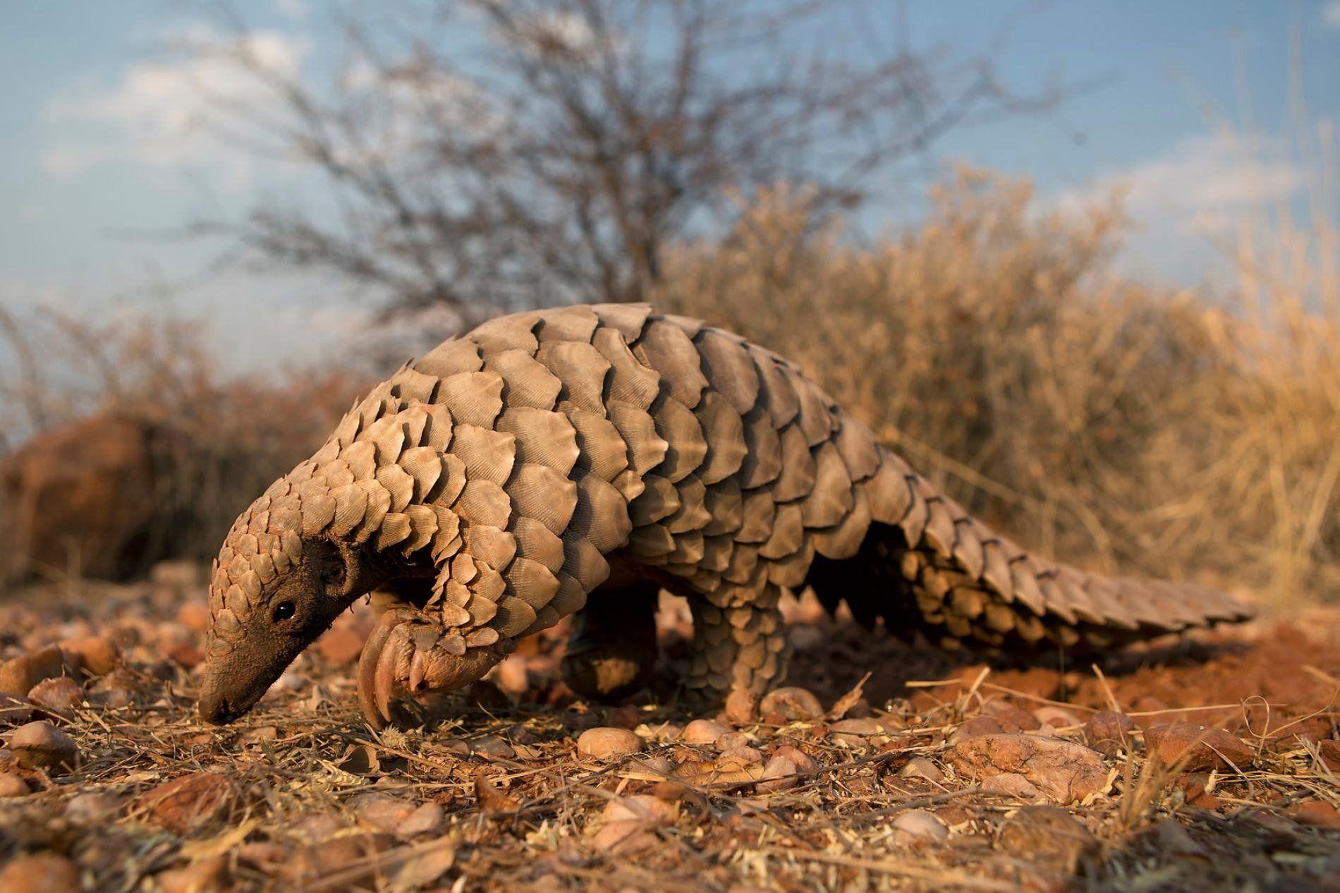 Pangolin HD Wallpaper and Background Image