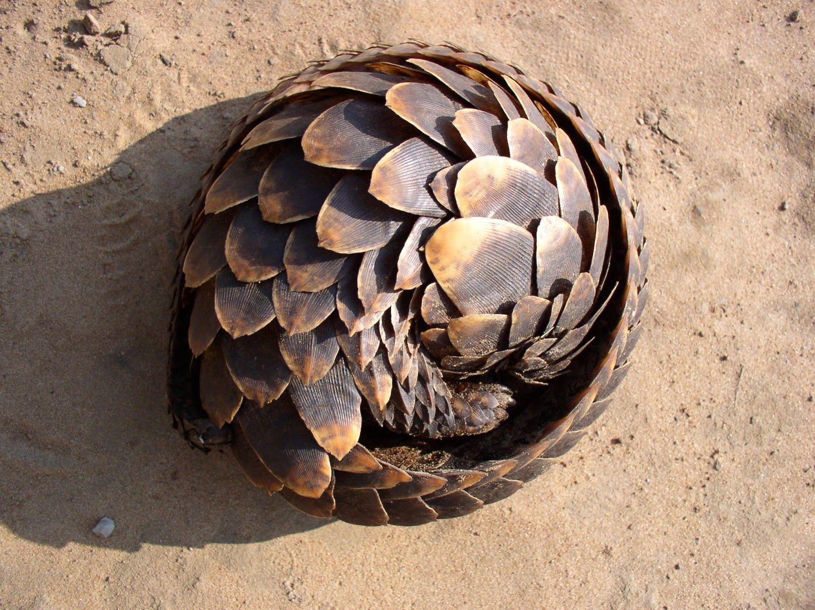 Pangolin Image Wallpaper (1600×1197). панголин