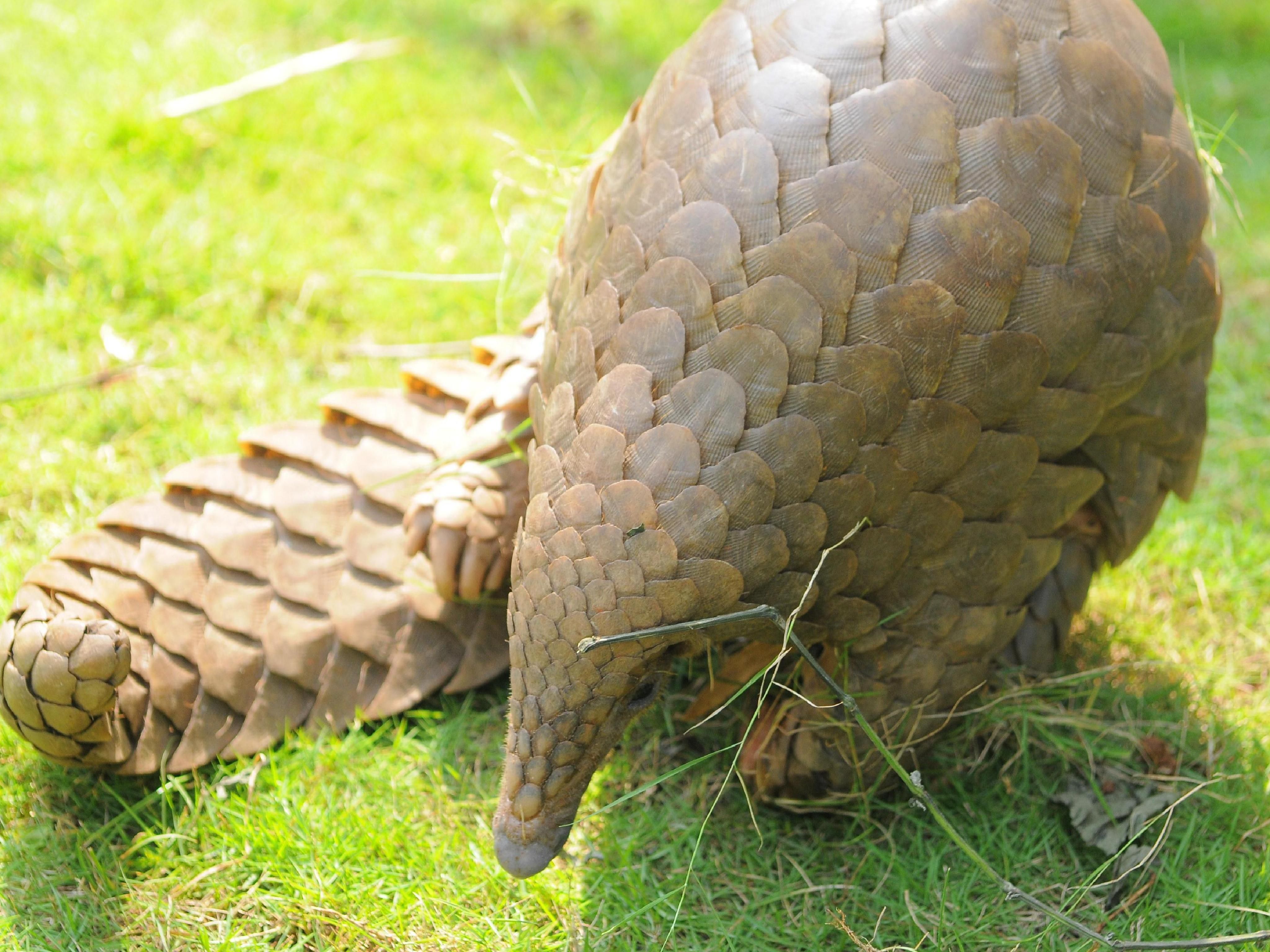 Pangolin HD Wallpaper and Background Image