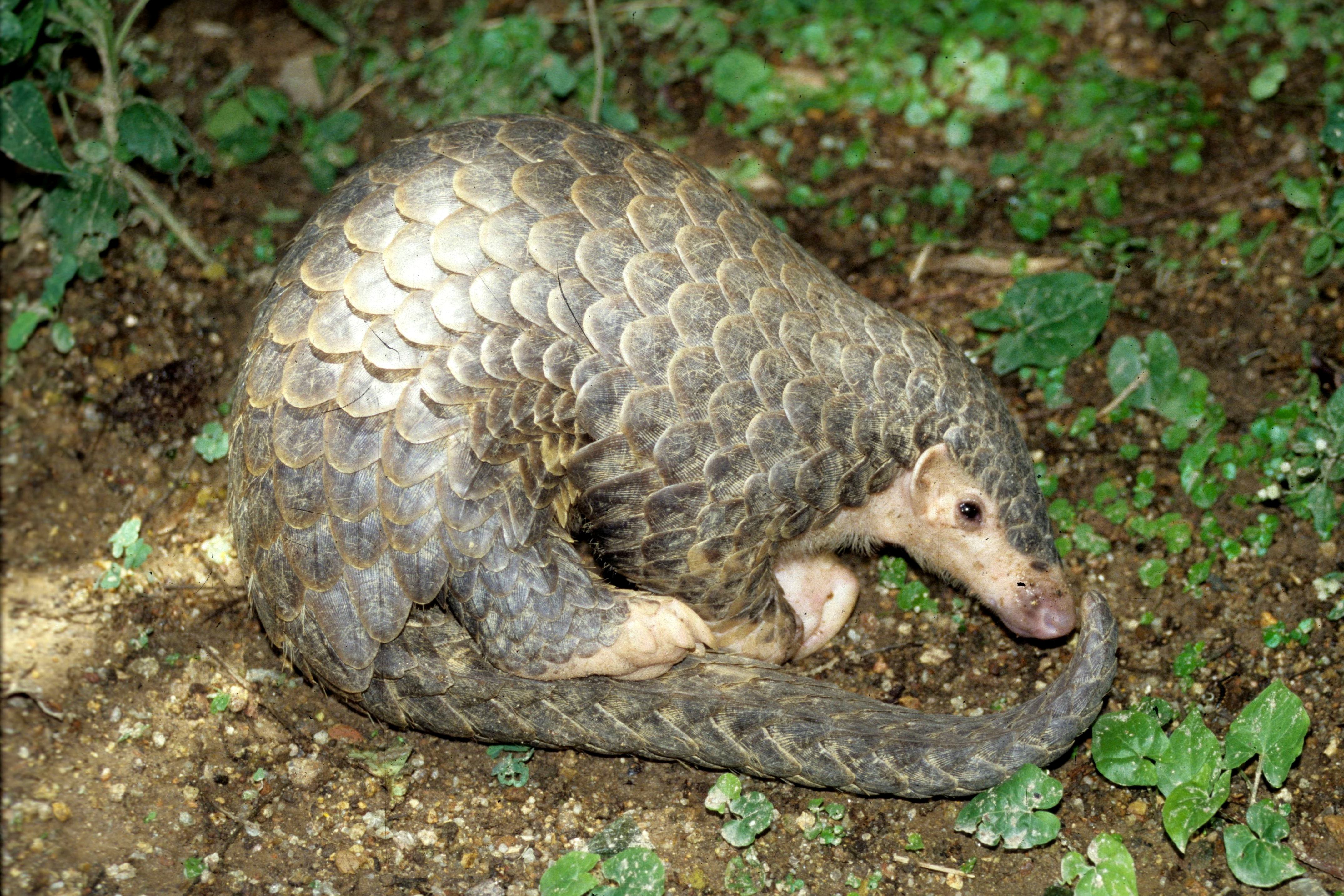 Pangolin Wallpaper High Quality