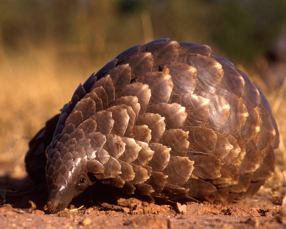 Pangolin Wallpapers - Wallpaper Cave