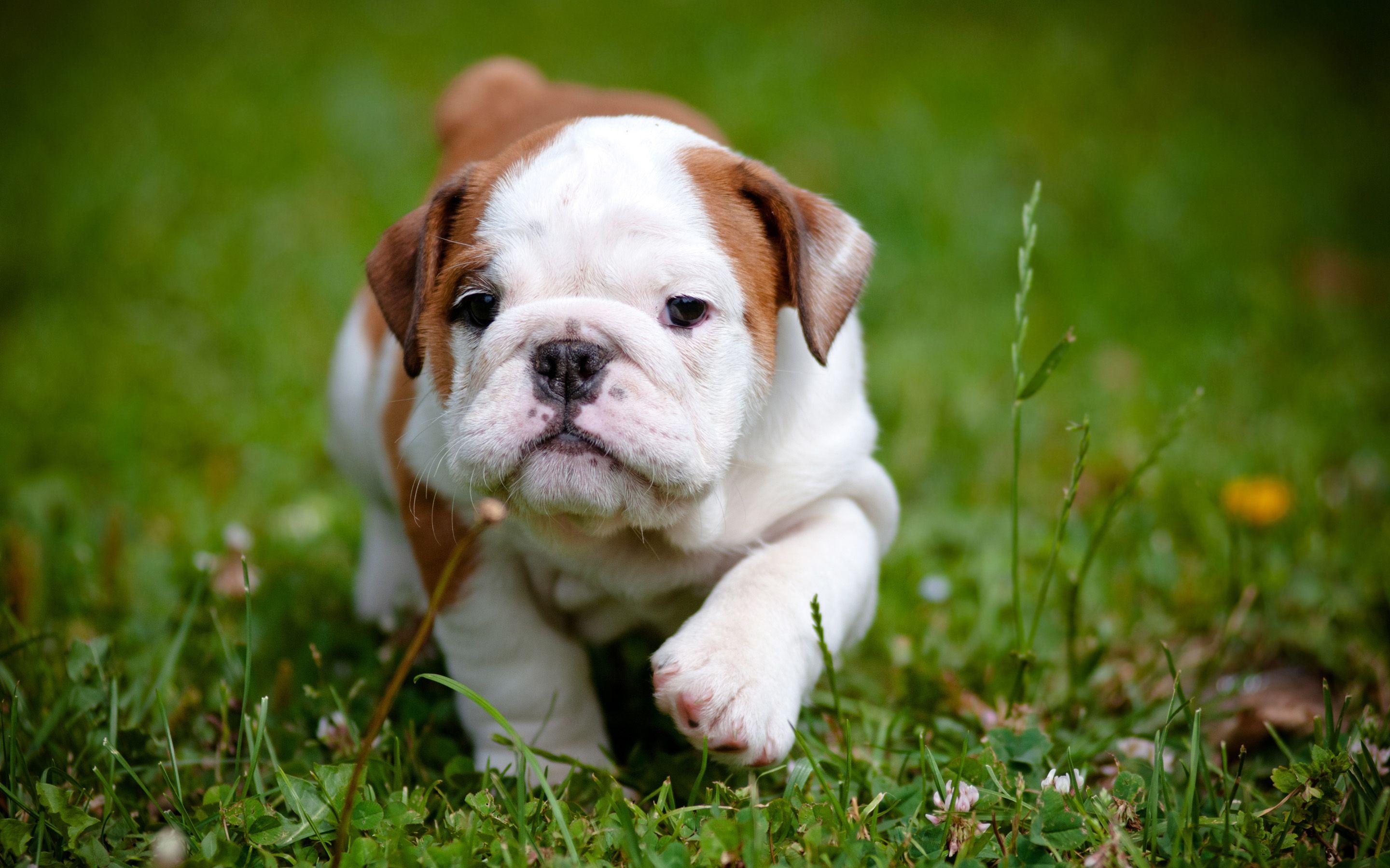 pitbull dog puppy cute