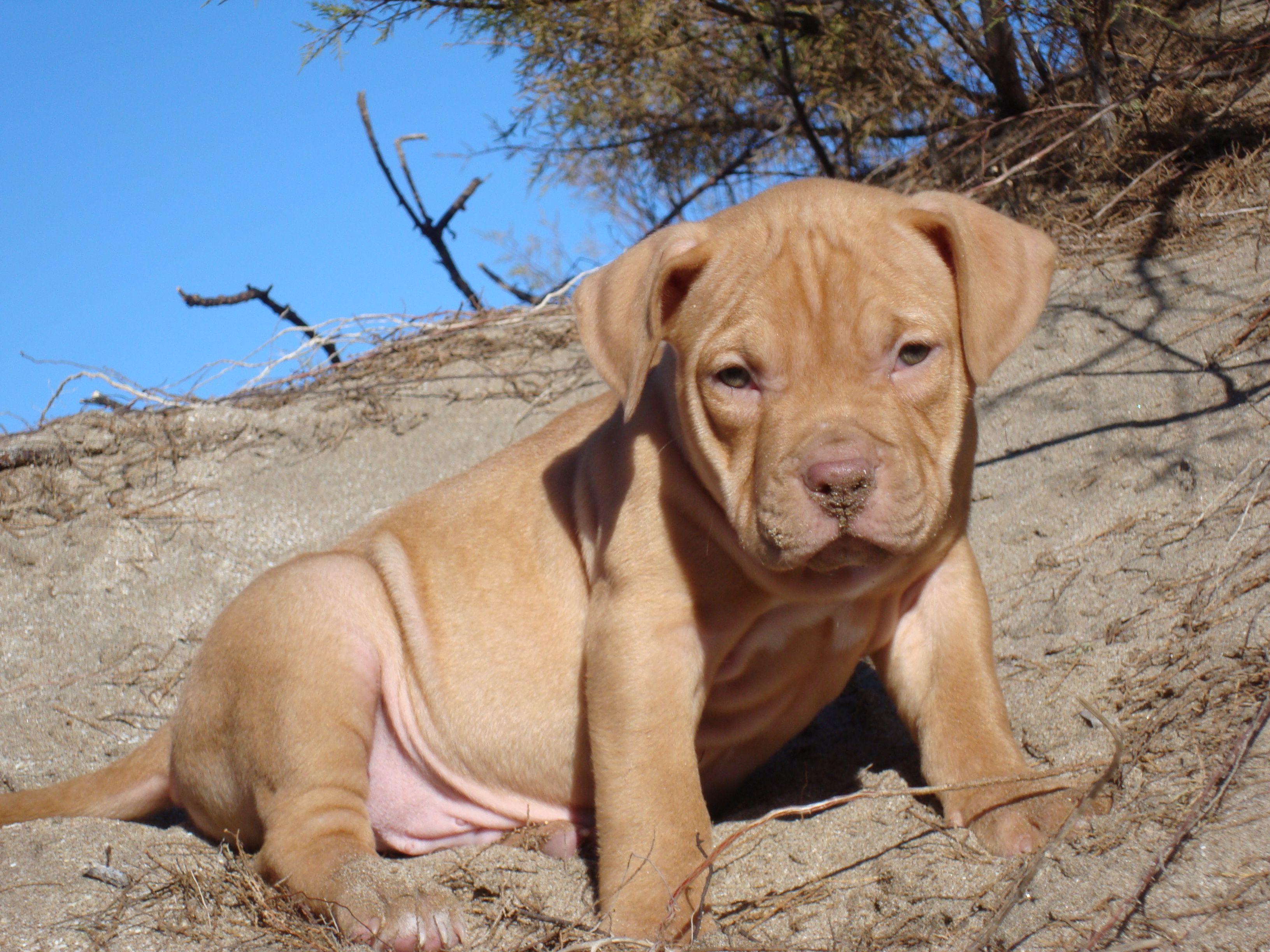 Pitbull puppy wallpaper and image, picture, photo