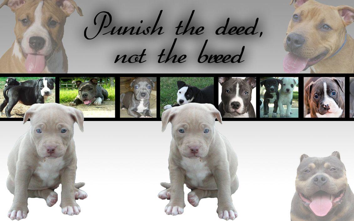 Pitbull Puppy Wallpaper