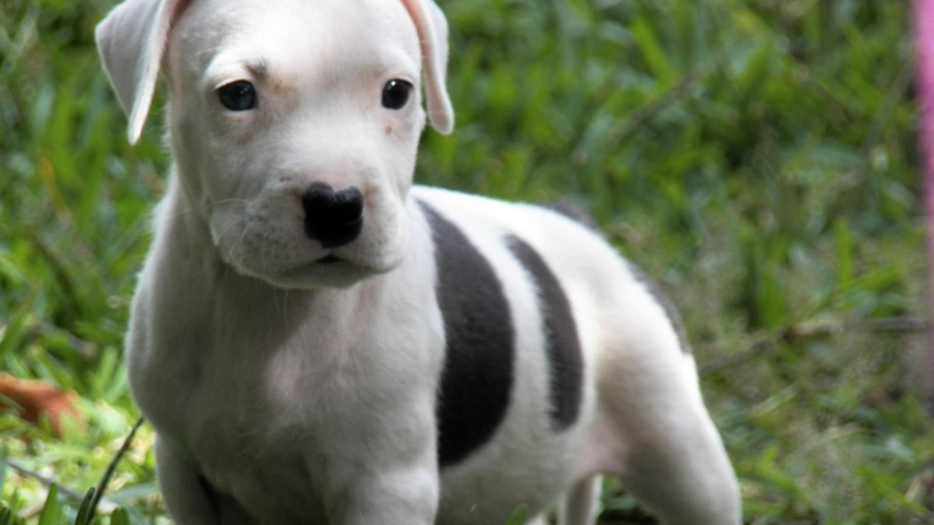 American pitbull terrier puppies Wallpaper