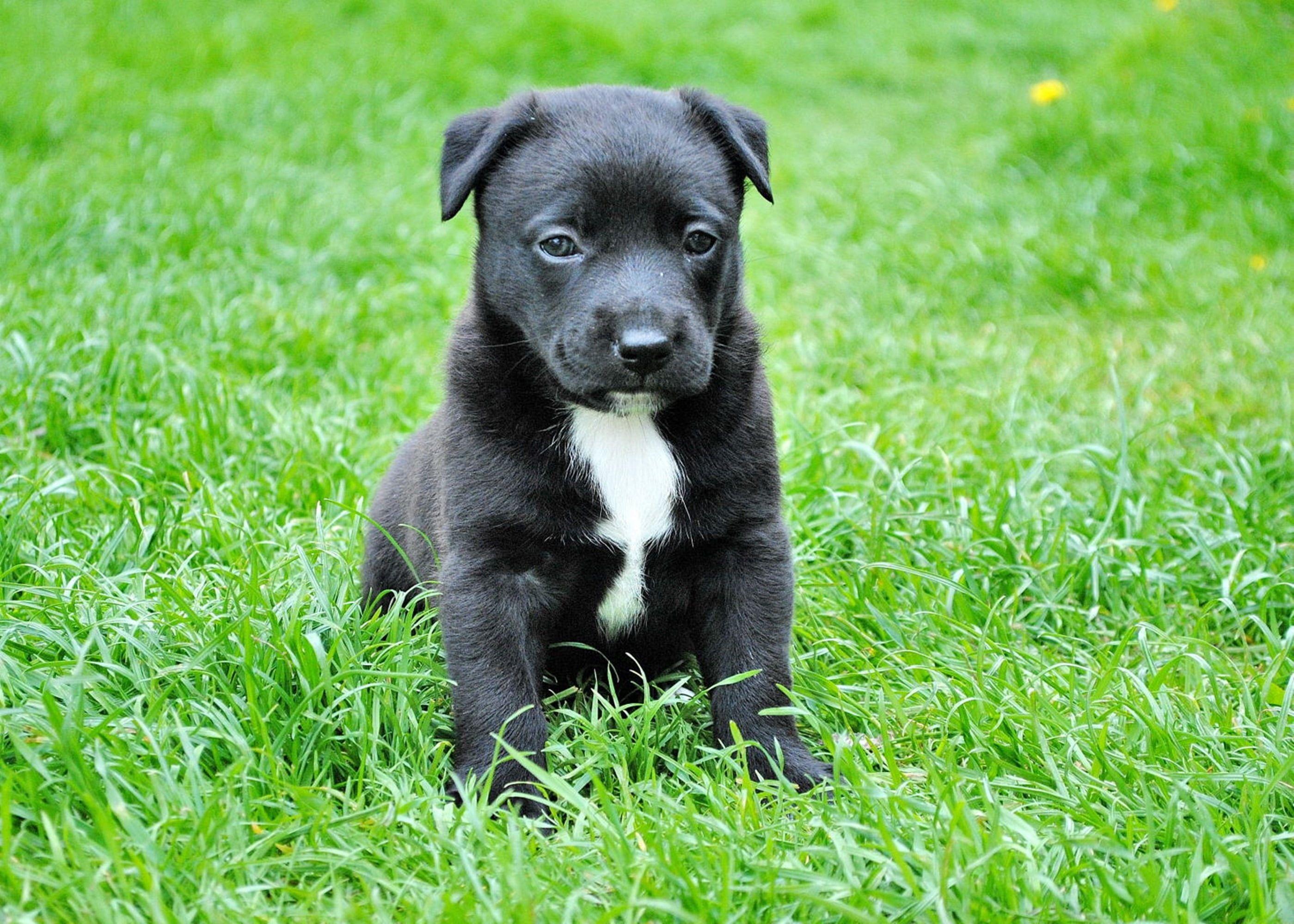 pitbull dog black puppy
