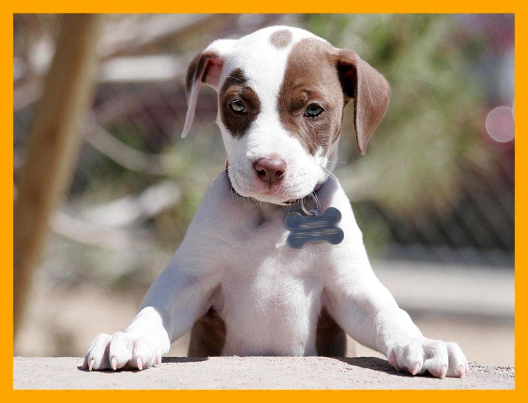 Awesome Cute Pitbull Puppy Wallpaper Animal Of Tumblr Popular