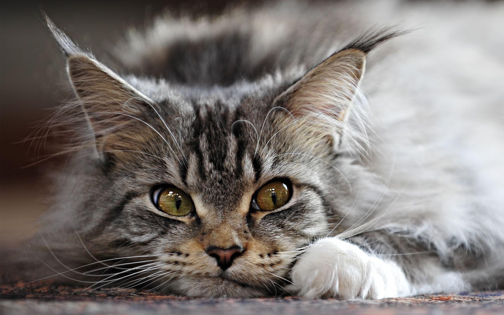 Charming Maine Coon face photo and wallpaper. Beautiful Charming