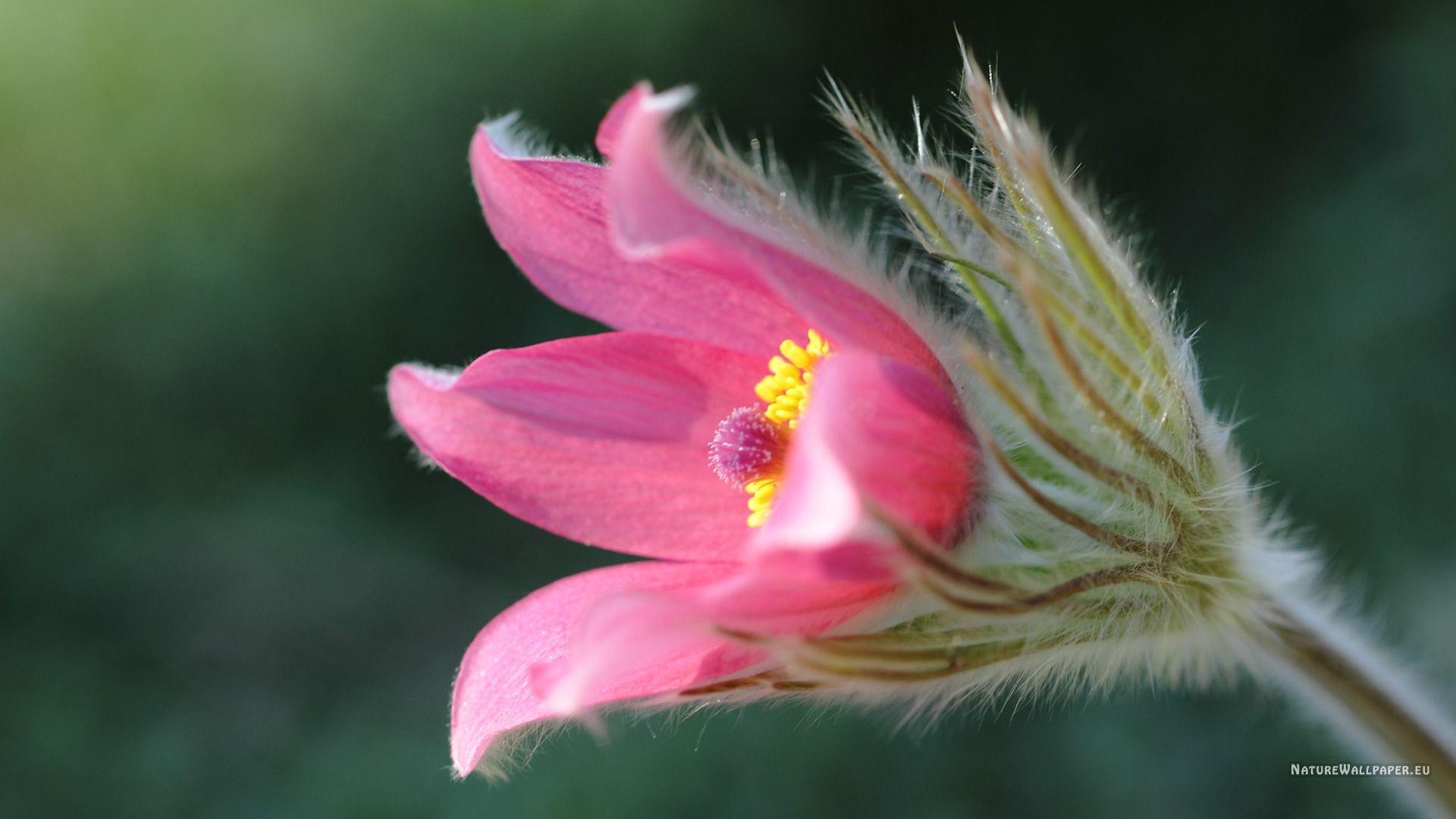 pasque flower wallpaper