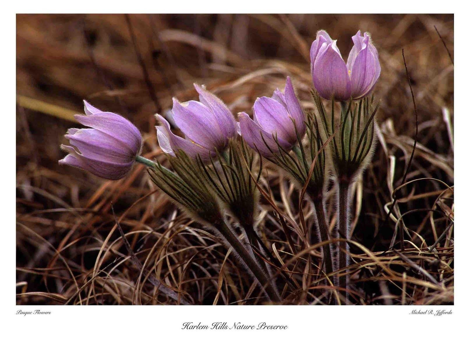 Flowers: Pasque Flowers Mauve Field Full HD for HD 16:9 High