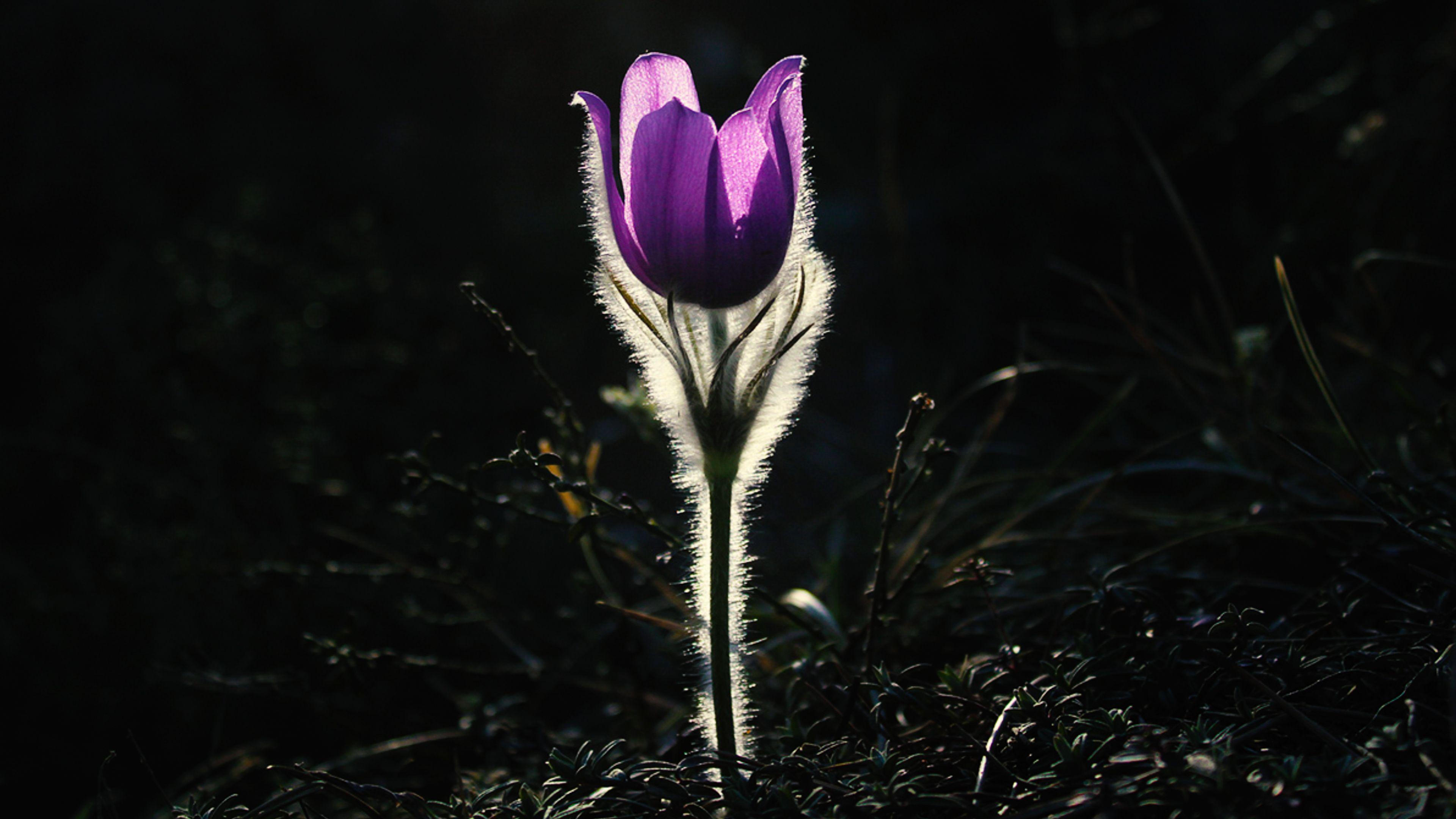 Free Pasque Flower ChromeBook Wallpaper Ready For Download