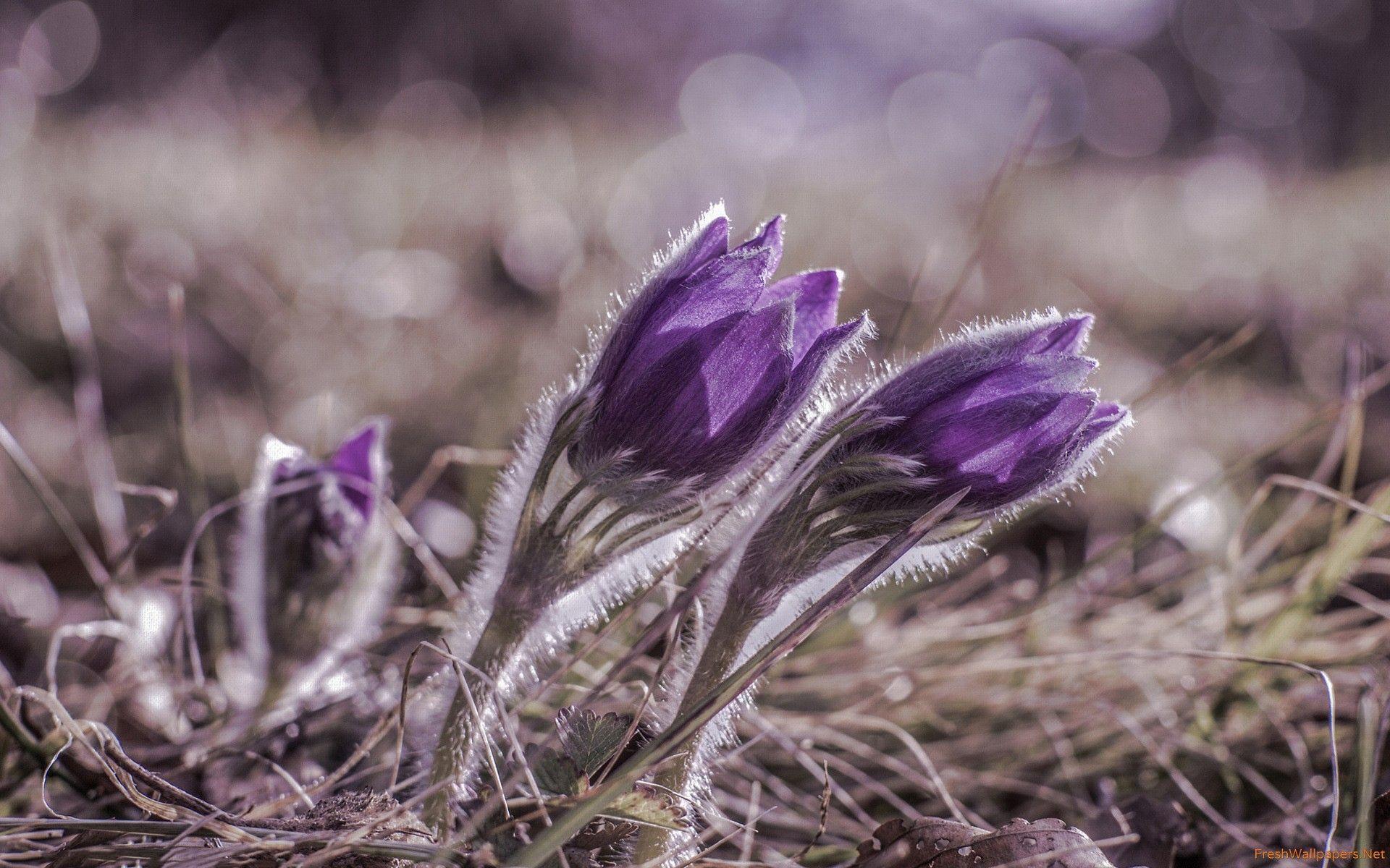 Macro Pasque Flower wallpaper
